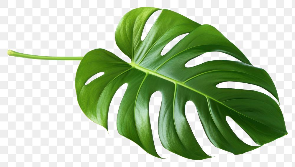 PNG Plant leaf freshness blossom. | Premium PNG - rawpixel