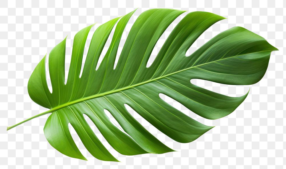 PNG Plant leaf freshness nature. 