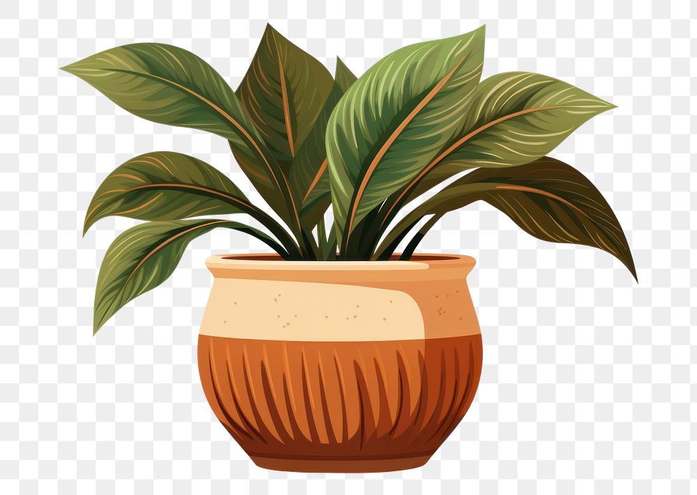 PNG Plant houseplant vase leaf. 