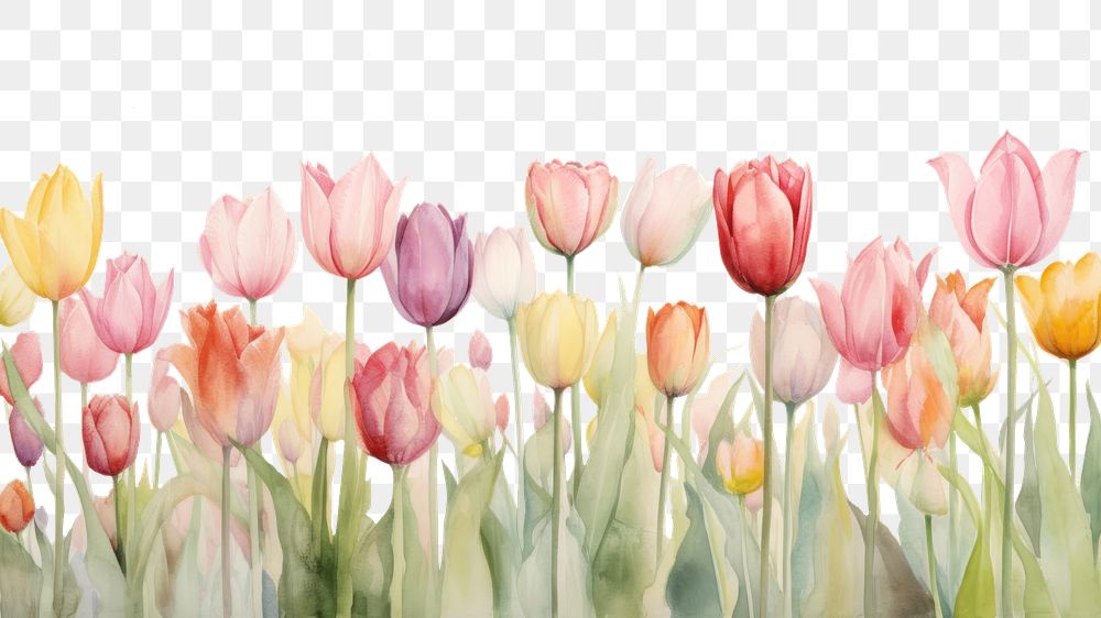 PNG Tulip backgrounds outdoors blossom