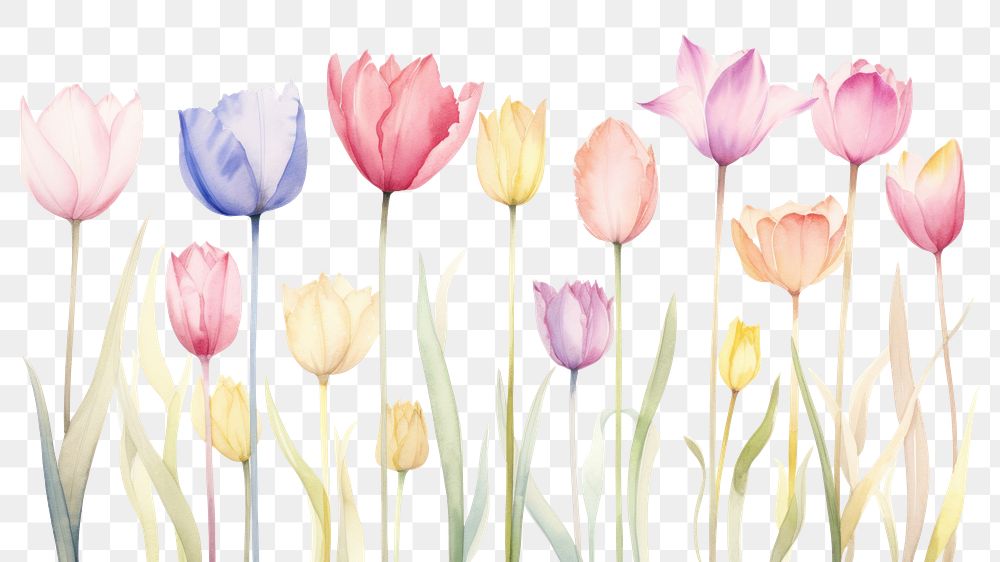 PNG Tulip backgrounds blossom flower. AI generated Image by rawpixel.