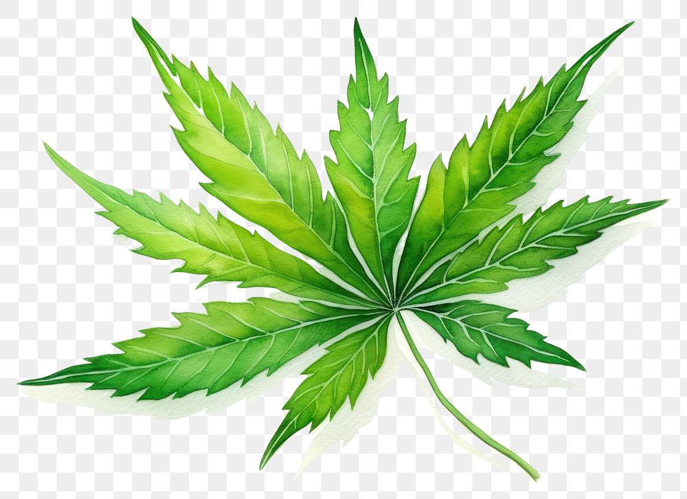PNG Leaf plant herbs cannabis. AI generated Image by rawpixel.