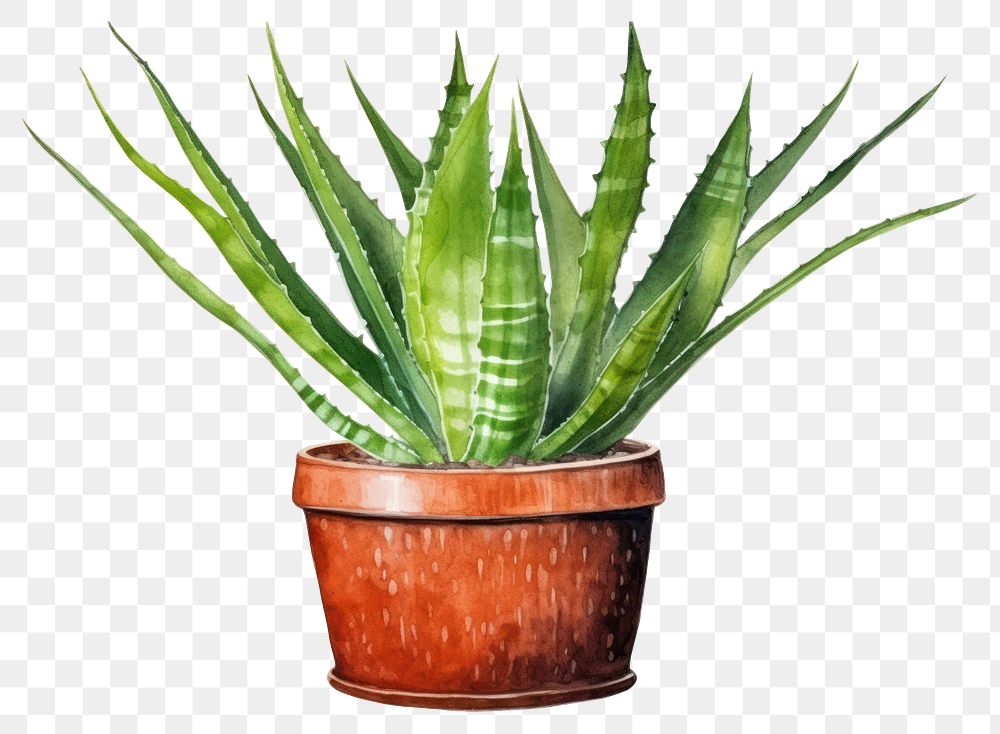 PNG Aloe plant xanthorrhoeaceae houseplant. AI generated Image by rawpixel.
