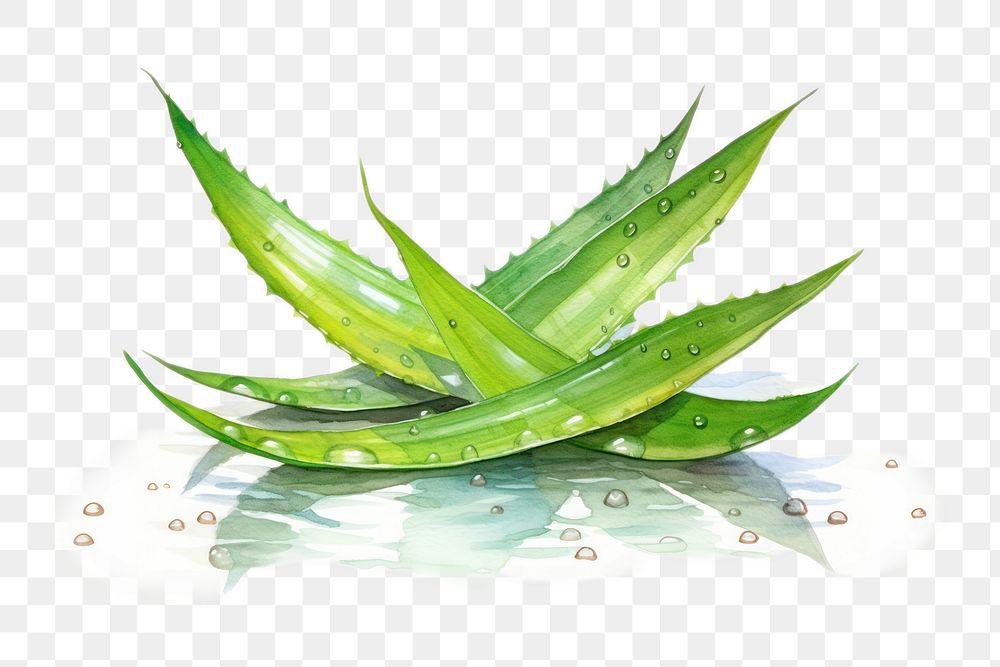 PNG Plant leaf aloe freshness. AI generated Image by rawpixel.