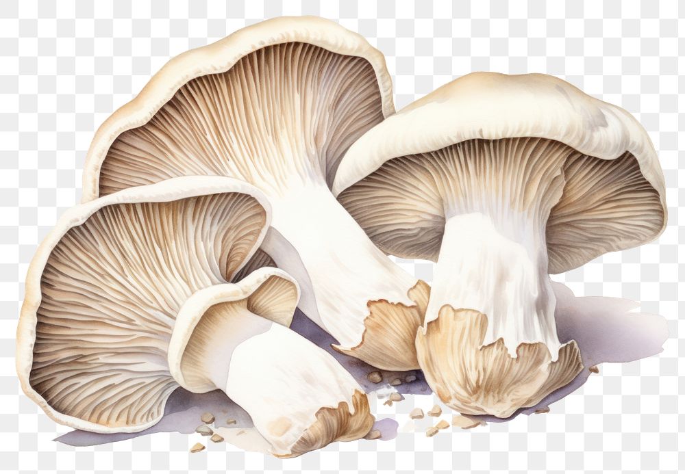PNG Mushroom fungus agaricaceae vegetable. AI generated Image by rawpixel.