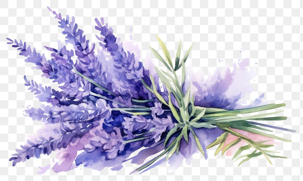 PNG Lavender flower plant inflorescence