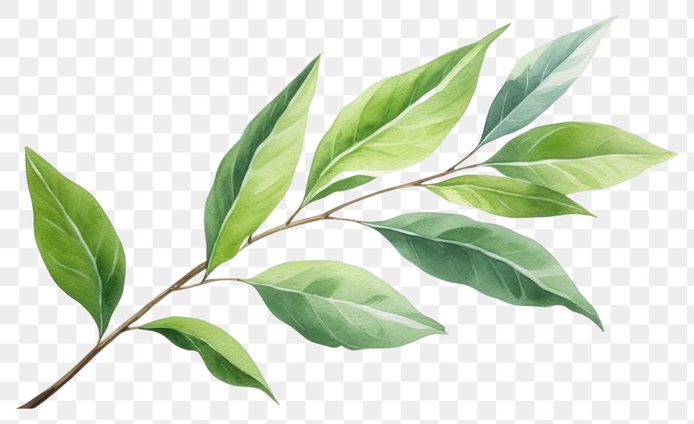 PNG Plant herbs leaf tree