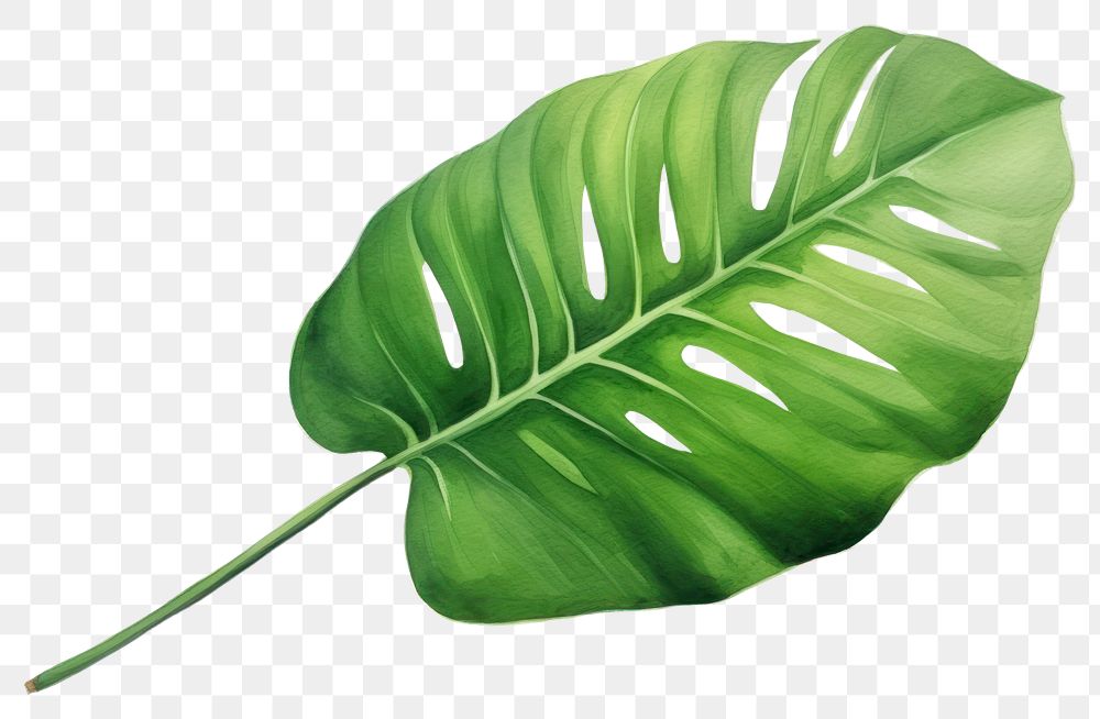 PNG Plant leaf xanthosoma freshness. 