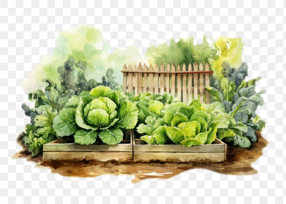 PNG Vegetable outdoors nature garden. AI generated Image by rawpixel.