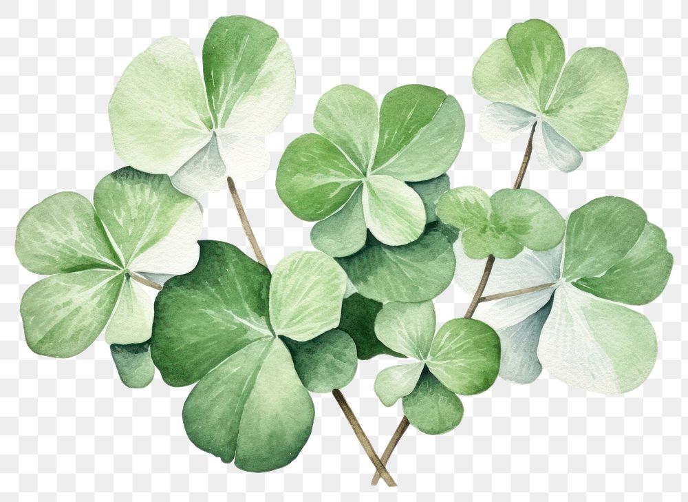 PNG Clover plant leaf creativity. AI generated Image by rawpixel.