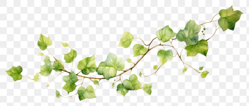 PNG Vine plant leaf ivy transparent background