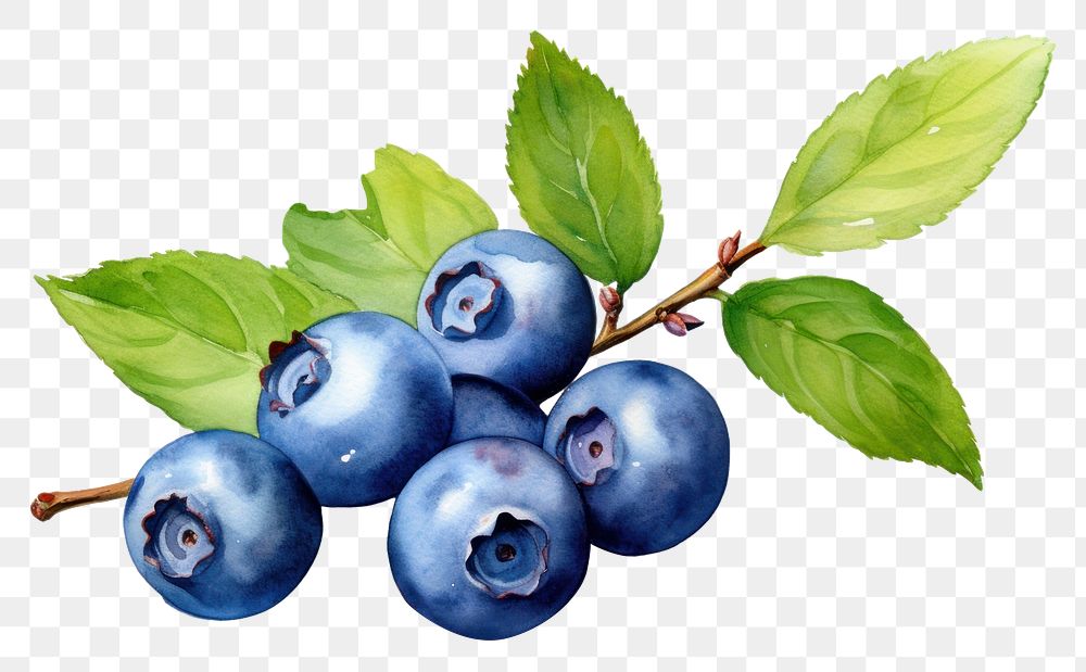 PNG  Blueberry fruit plant food. 