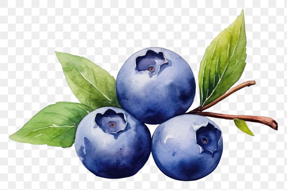 PNG  Blueberry fruit plant food