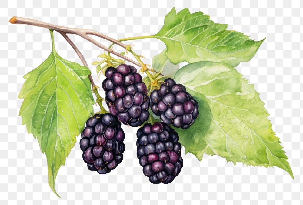 PNG  Blackberry fruit plant food. AI generated Image by rawpixel.