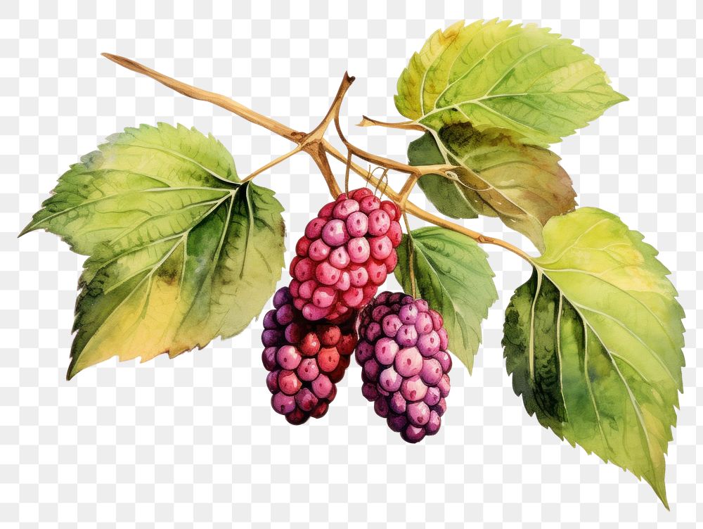 PNG  Blackberry grapes fruit plant. AI generated Image by rawpixel.