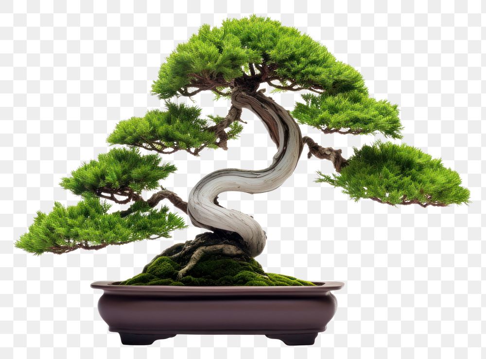 PNG Bonsai tree plant  