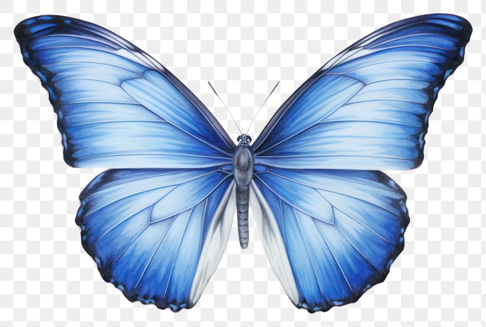 PNG Butterfly animal insect white background. 