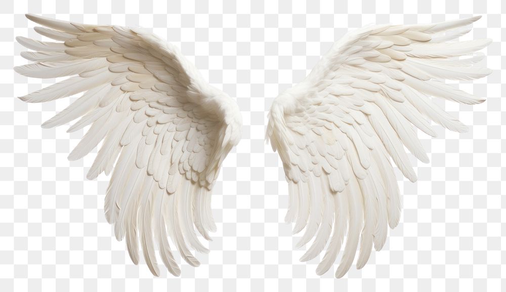 PNG Flying angel bird transparent background
