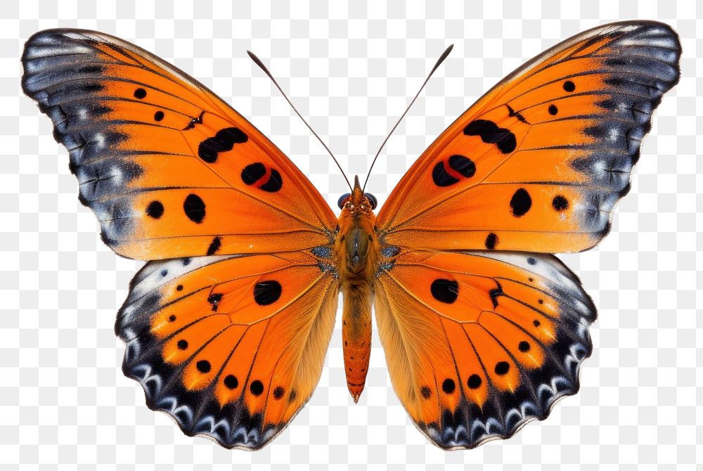 PNG Butterfly insect animal  