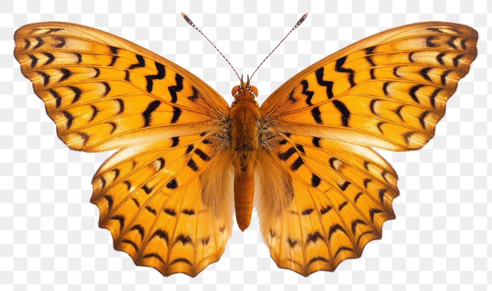 PNG  Butterfly animal insect moth. AI generated Image by rawpixel.