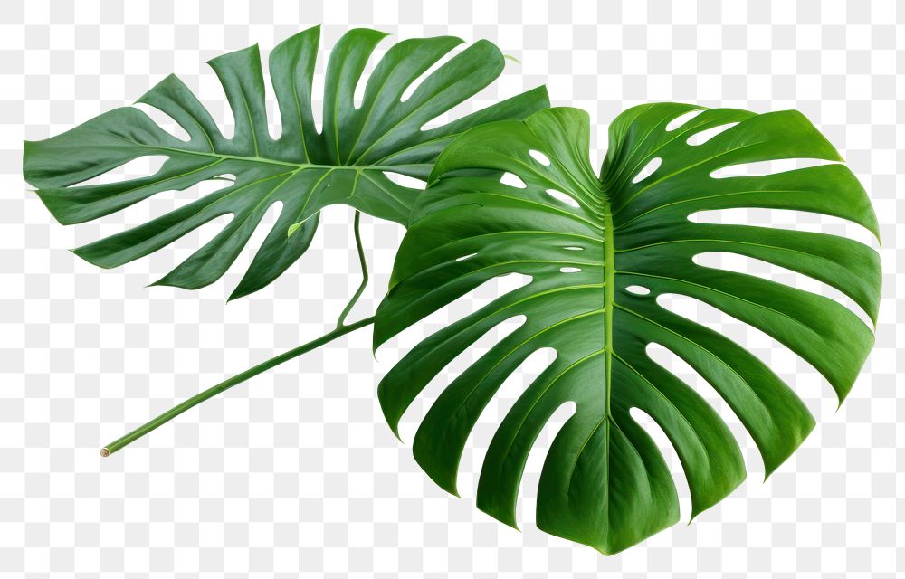 PNG Plant leaf xanthosoma transparent background