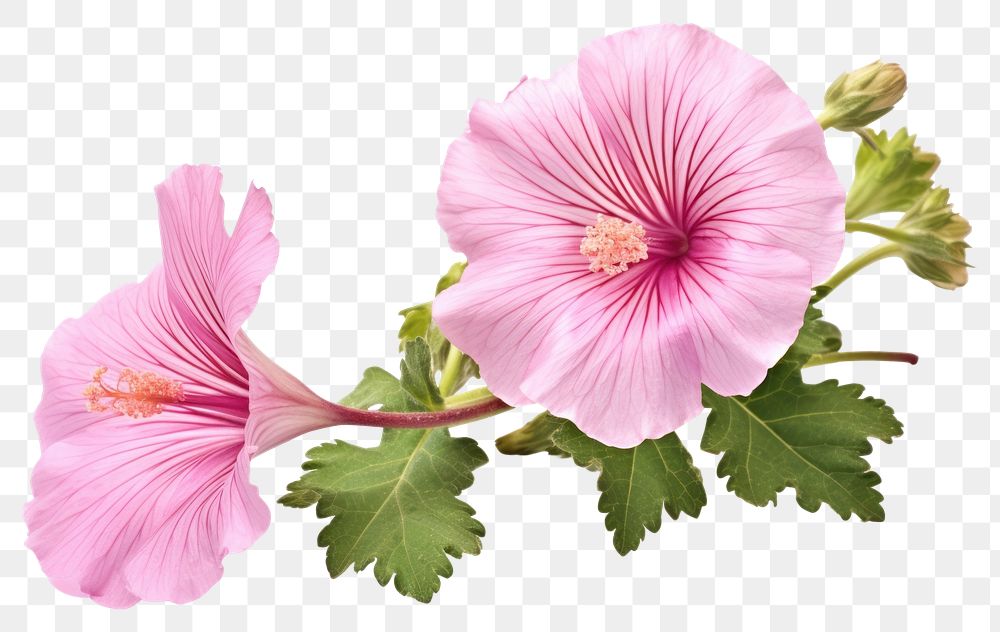 PNG Hibiscus blossom flower plant. AI generated Image by rawpixel.
