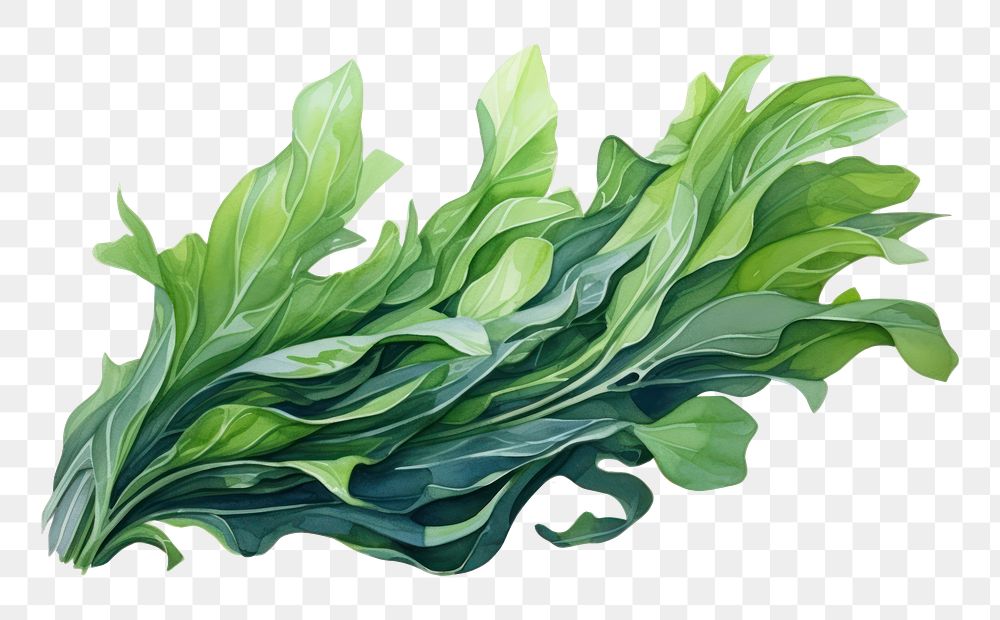 PNG Vegetable plant food leaf. 