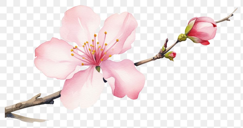 PNG Blossom flower cherry plant. 