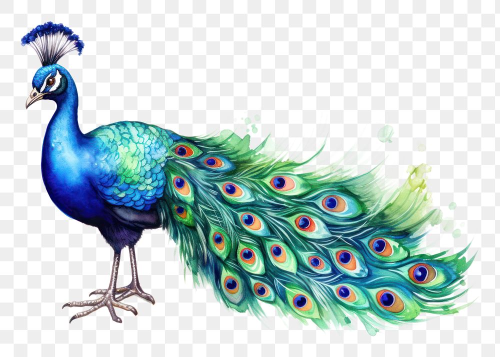 PNG Peacock animal bird creativity. AI generated Image by rawpixel.