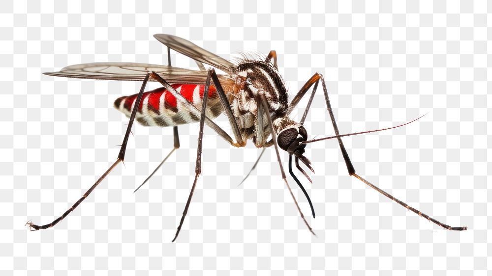 PNG Mosquito animal insect white background. AI generated Image by rawpixel.
