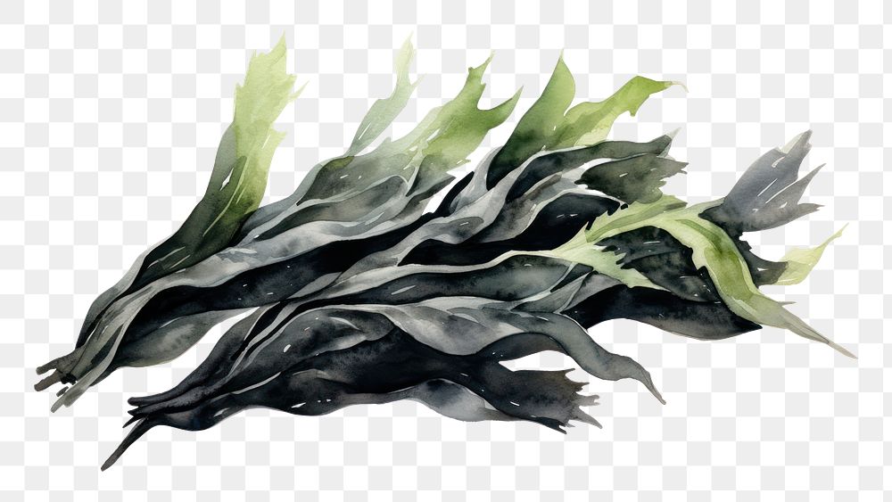 PNG Seaweed sketch plant green. AI generated Image by rawpixel.