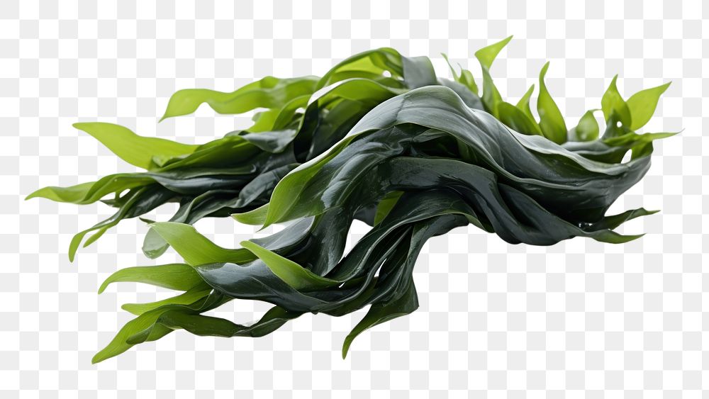 PNG Seaweed plant leaf freshness. 