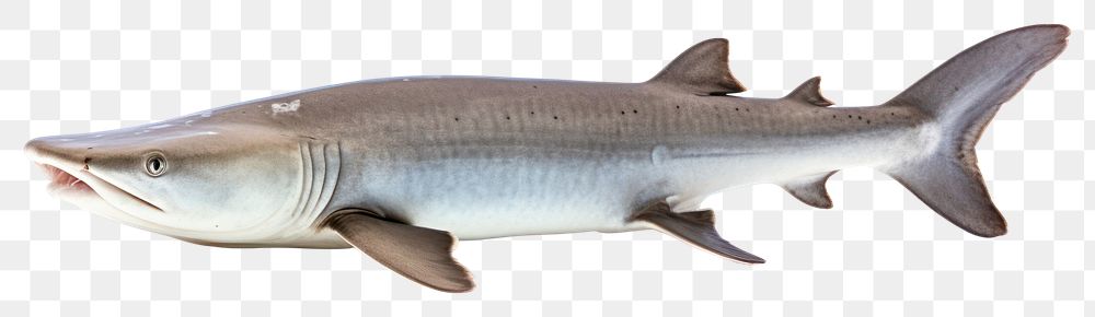PNG Shark animal fish white background. AI generated Image by rawpixel.