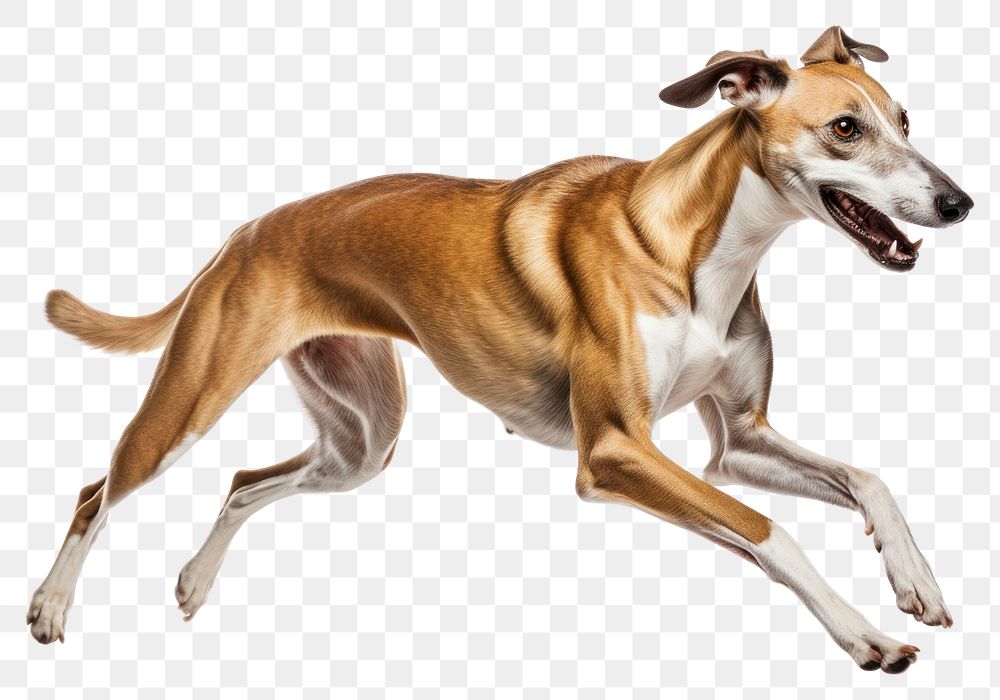 PNG Hound dog greyhound running. AI generated Image by rawpixel.