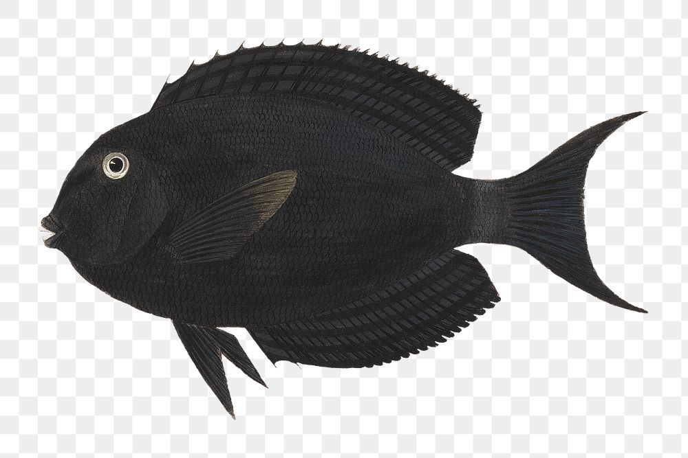 PNG Black exotic fish, vintage animal illustration by Luigi Balugani, transparent background. Remixed by rawpixel.