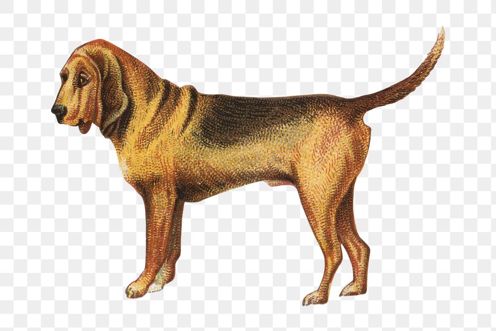 PNG Bloodhound, vintage pet animal illustration by Goodwin & Company, transparent background. Remixed by rawpixel.