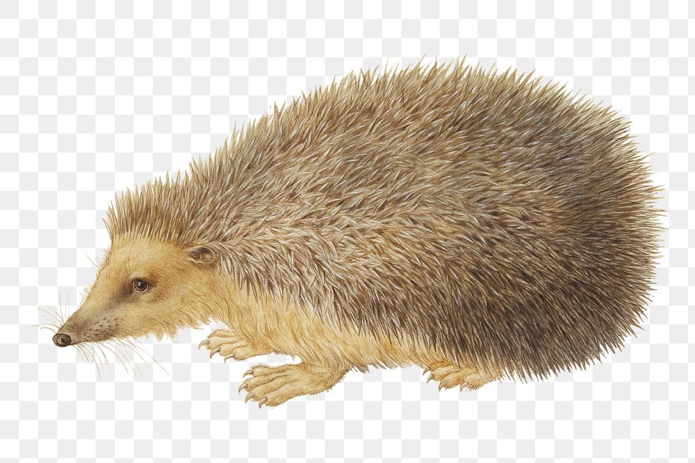 PNG Hedgehog, vintage animal illustration by Hans Hoffmann, transparent background. Remixed by rawpixel.