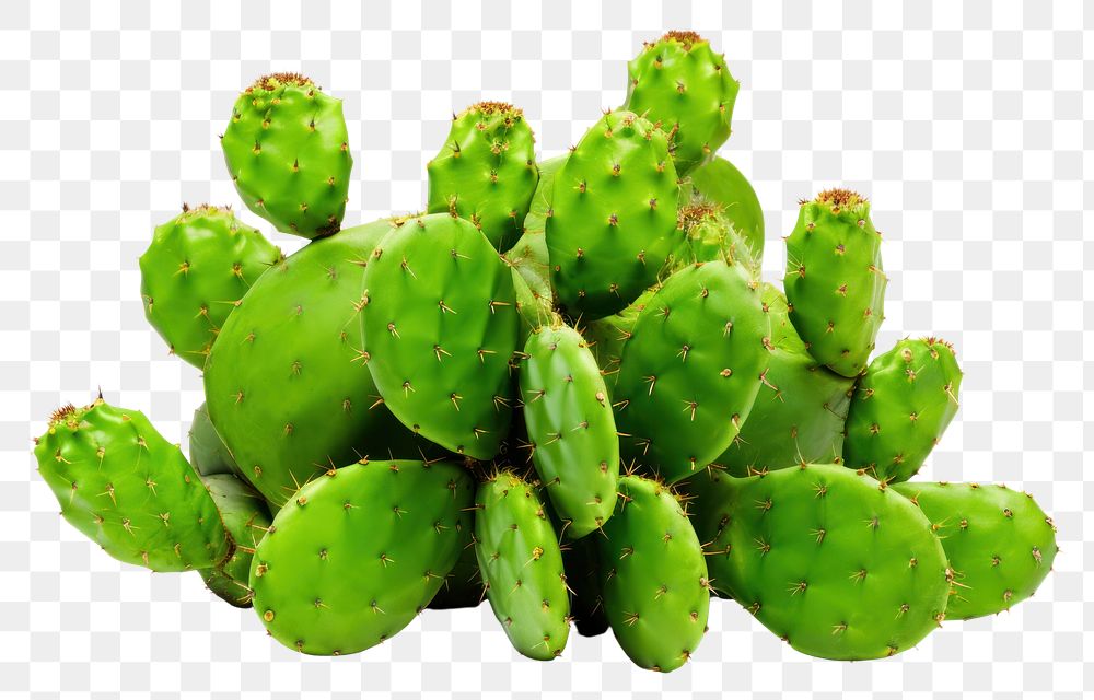 PNG Cactus plant white background freshness. 