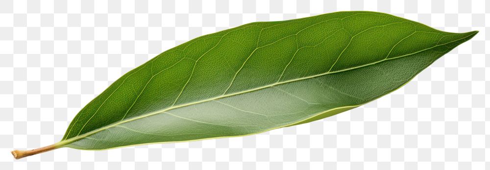 PNG Leaf plant freshness transparent background
