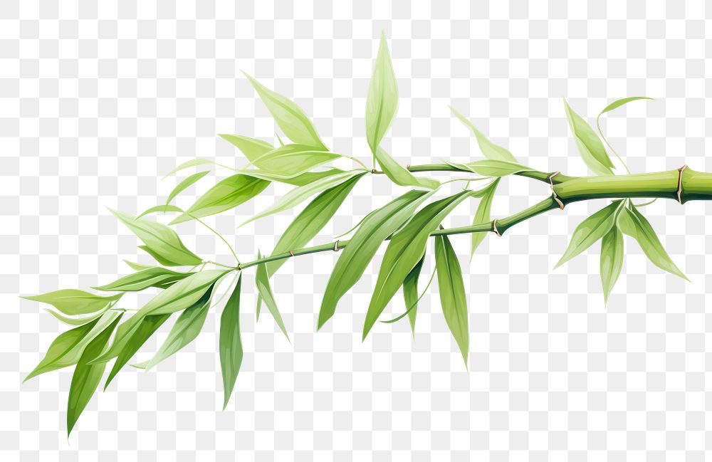 PNG Bamboo branch plant herbs transparent background