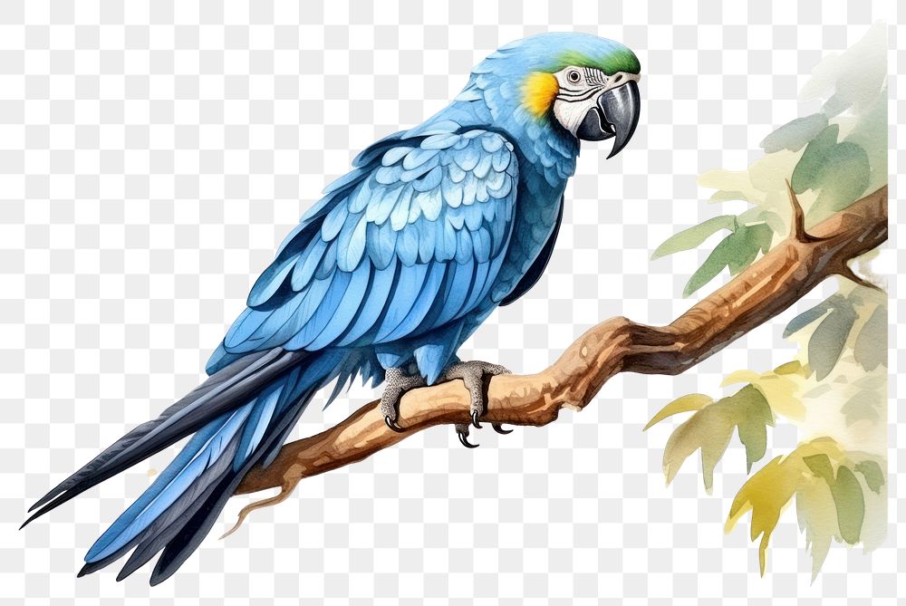 PNG Parrot animal bird blue. AI generated Image by rawpixel.