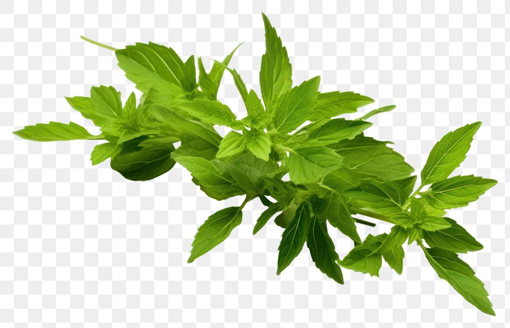 PNG Herbs plant leaf transparent background