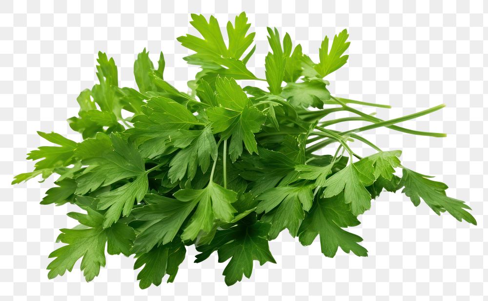 PNG Herbs parsley plant transparent background