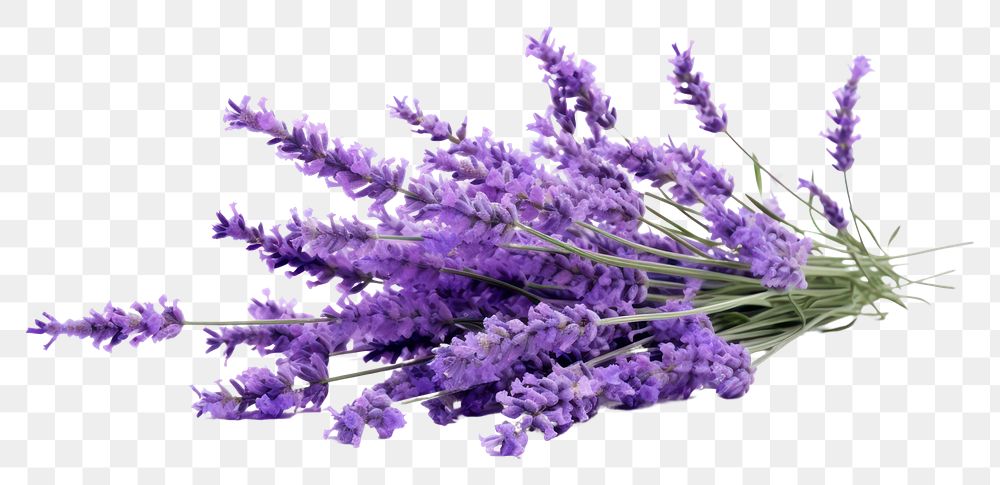 PNG Lavender flower plant transparent background