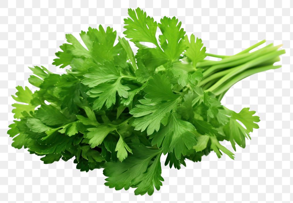 PNG Parsley plant herbs food transparent background