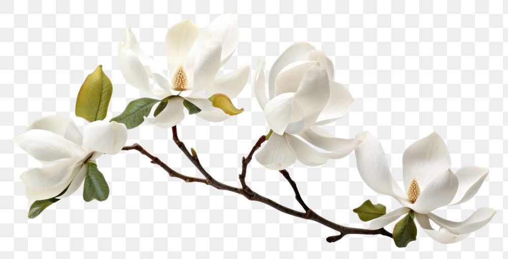 PNG Magnolia blossom flower orchid. AI generated Image by rawpixel.