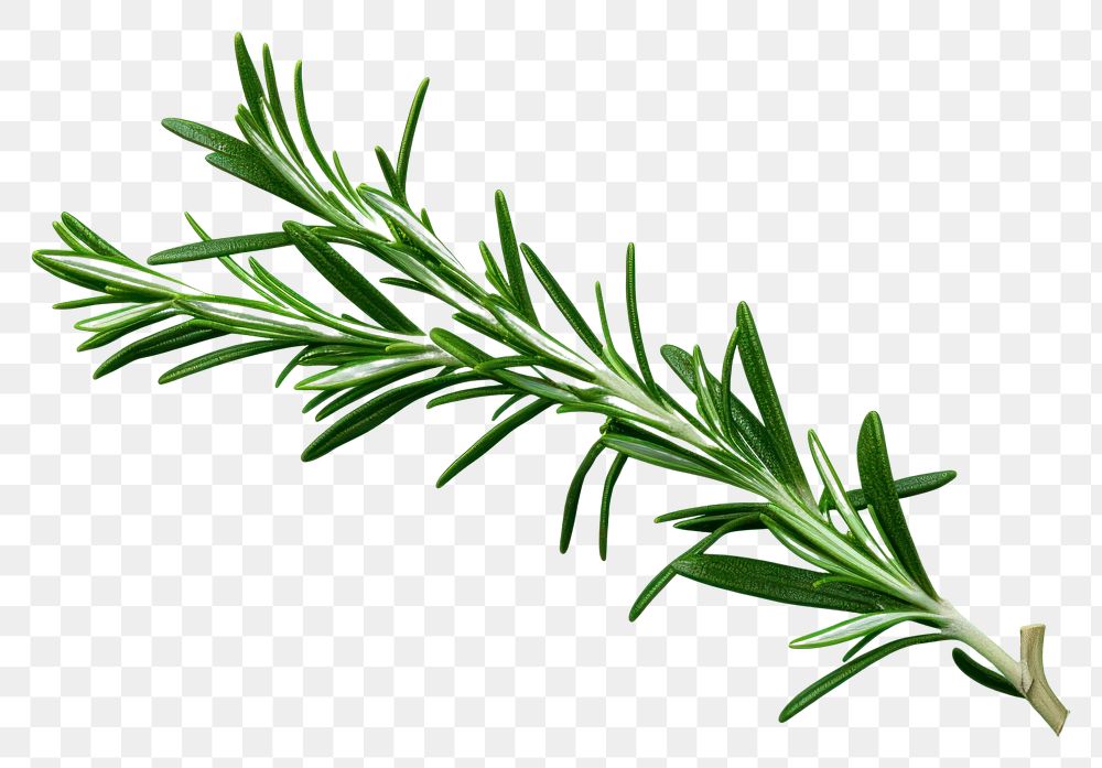 PNG Rosemary plant green herbs transparent background