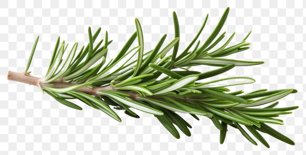 PNG Rosemary plant herbs fir transparent background