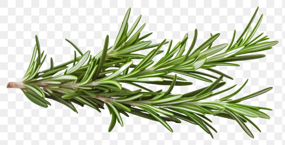 PNG Rosemary plant herbs fir transparent background