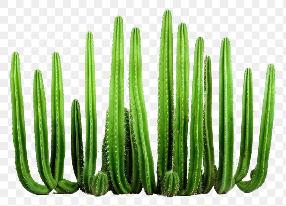 PNG Cactus plant white background freshness. AI generated Image by rawpixel.